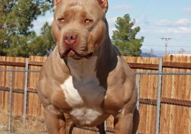Mỹ: Định hãm hiếp trẻ em, bất ngờ bị pit bull cắn mất 'của quý'