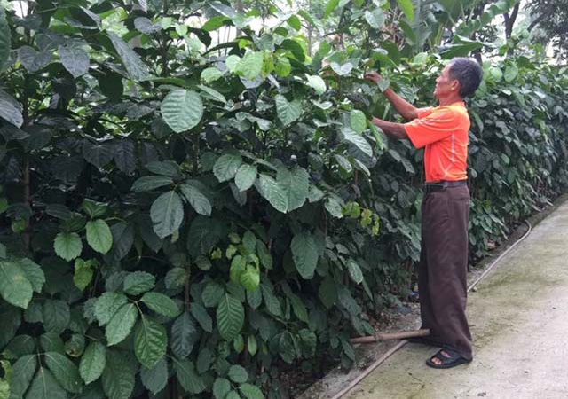 Dân trồng đinh lăng Sông Lô nhờ Traphaco giải cứu nhưng không được