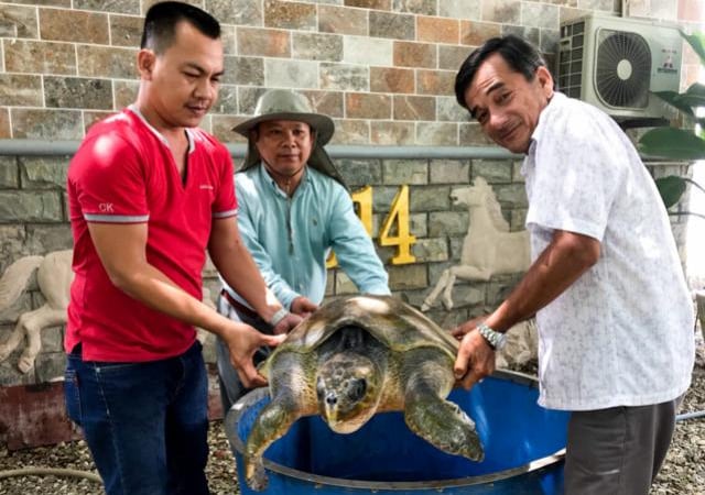 Thả ra biển con Vích 'khủng' nặng 45kg, dài gần 1m bắt được ở sông