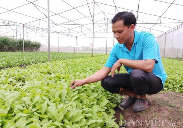 Chuyện lạ: Kỹ sư bỏ lương 20 triệu về khai hoang 5ha trồng rau sạch
