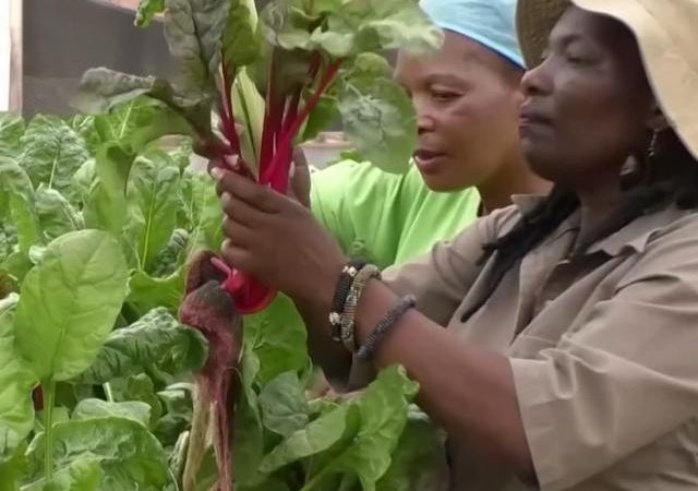 Người phụ nữ kiếm tiền tỉ nhờ trồng rau thủy canh ở Zimbabwe