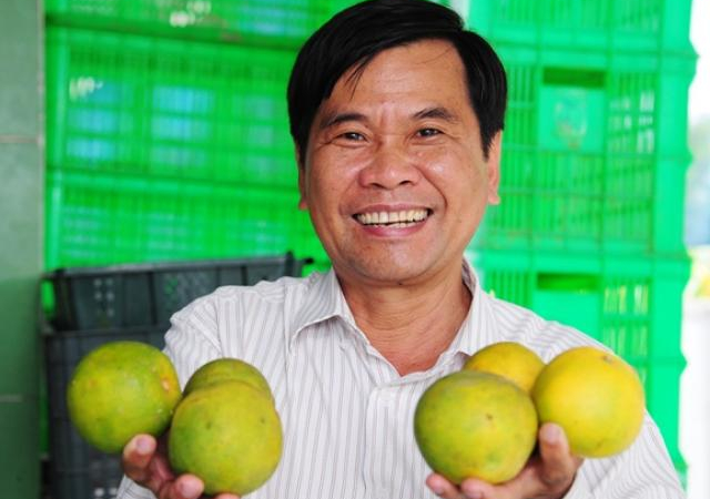 Trồng quýt đường GlobalGAP, vừa lãi 2 tỷ/năm vừa không lo đầu ra