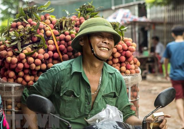 Lục Ngạn có nhiêu vải thiều VietGAP, GlobalGAP có thể xuất ngoại?