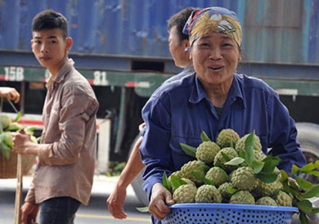 “Lên đời” na Chi Lăng theo chuẩn VietGAP, GlobalGAP