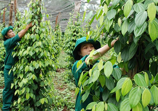 Giá hồ tiêu thấp kỷ lục 39.000 đồng/kg, chờ FTA cứu?