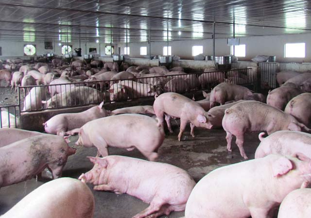 Chăn nuôi Mitraco: Liên tục bứt phá góp phần chuyển dịch tái cơ cấu ngành chăn nuôi ở Hà Tĩnh