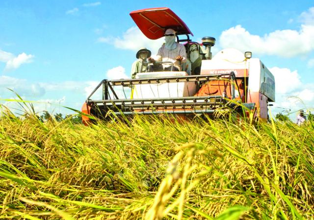 Vựa lúa 25.000 ha GlobalGap xuất khẩu triệu tấn sang nước người ta