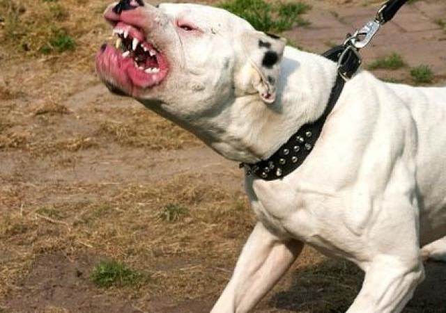 Mỹ: 15 người đứng nhìn chó pit pull cắn chết bé trai 7 tuổi