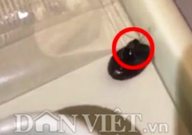 Gián bò trong khay thức ăn, VNA và NASCO đổ lỗi cho nhau
