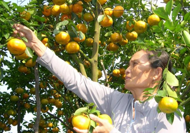 Trồng quýt hồng Lai Vung chuẩn GlobalGAP, chờ thu bộn tiền vụ Tết