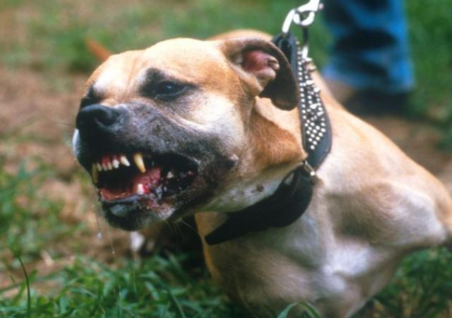 Mỹ: Cặp chó pit bull cắn chết người phụ nữ hàng xóm đêm Giáng sinh