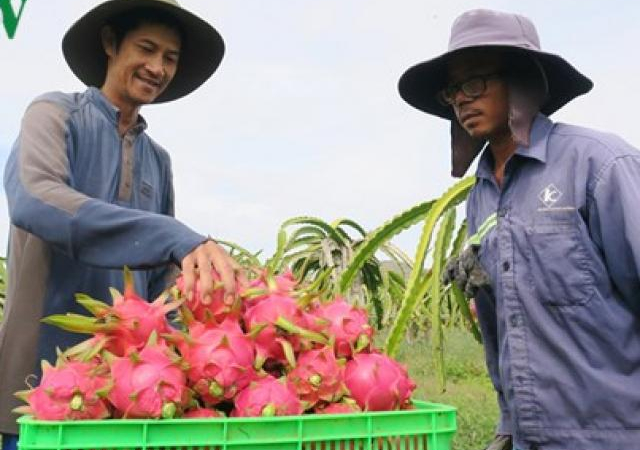 Bán tại Úc hơn 200.000 đồng/kg, nhà nông phấn khởi làm thanh long GlobalGAP