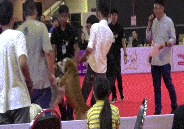 Video: Cảnh chó pit bull hung dữ cắn cổ husky không rời ở Thái Lan