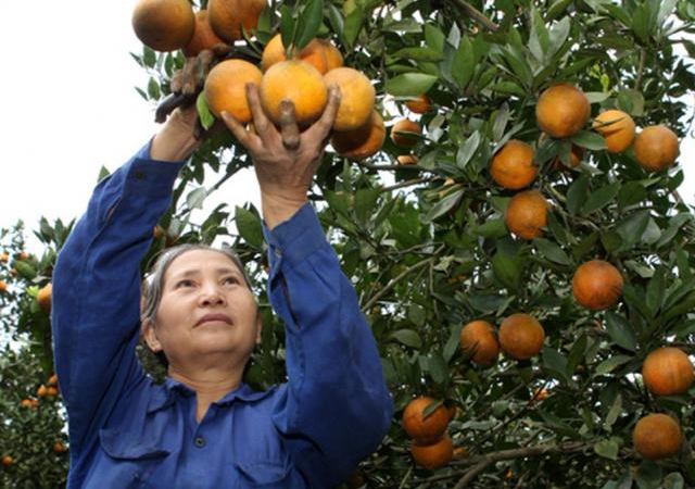 Tin vui: Cam Cao Phong lên máy bay VNA phục vụ khách thương gia