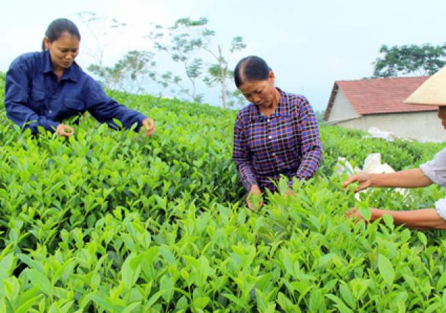 Việt-Trung bắt tay tiêu thụ chè, cà phê: Chờ doanh nghiệp khai phá