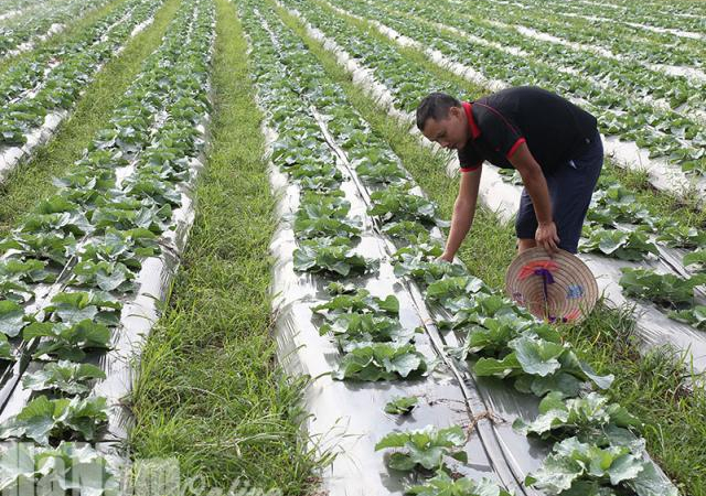 Hà Nam: Nông dân trồng bắp cải GlobalGAP xuất 100 tấn sang Nhật