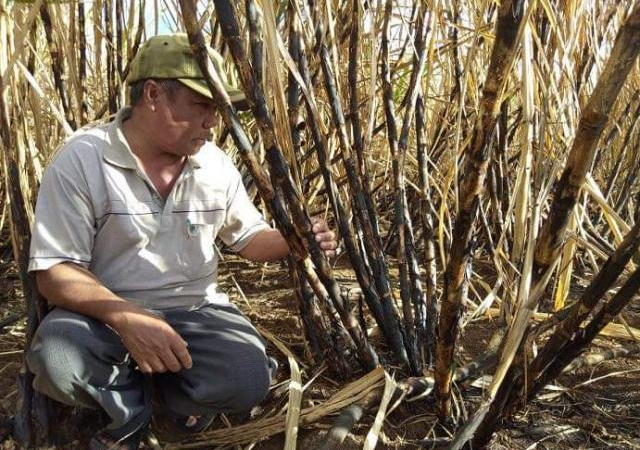 Philippines, Indonesia cứu ngành đường thế nào trước ATIGA?