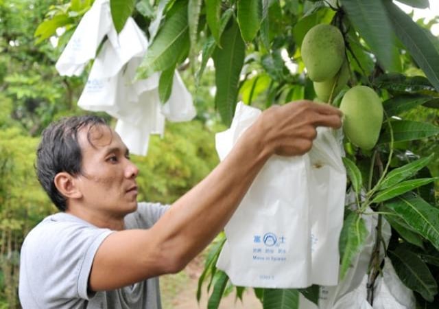 Có GlobalGAP, 2 loại trái cây này yên tâm vi vu trời Tây