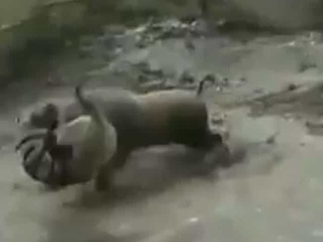 TQ: Lợn rừng mất nanh đại chiến 3 chó pitbull mặc giáp