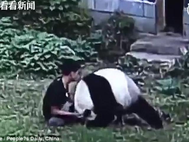 TQ: Chiều bạn gái, trèo vào sở thú vật nhau với gấu trúc