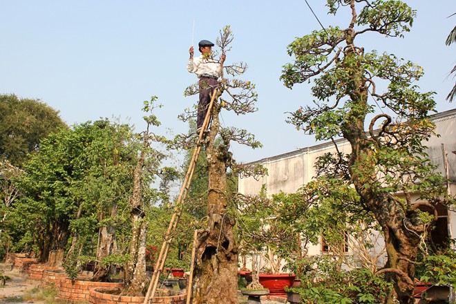 Vườn kiểng độc của chủ nhân cặp khế 7 tỷ đồng hình ảnh 4 vuon kieng doc cua chu nhan cap khe 7 ty dong hinh anh 4