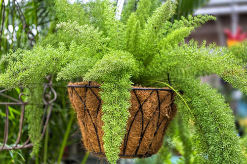 Những loại cây cảnh đẹp ngất ngây khiến bạn không thể rời mắt