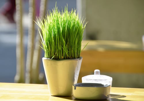 Những loại cây cảnh đẹp ngất ngây khiến bạn không thể rời mắt