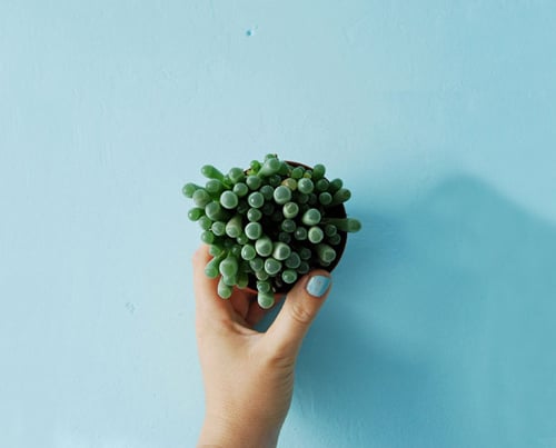Những loại cây cảnh đẹp ngất ngây khiến bạn không thể rời mắt