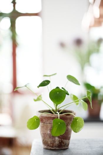 Những loại cây cảnh đẹp ngất ngây khiến bạn không thể rời mắt