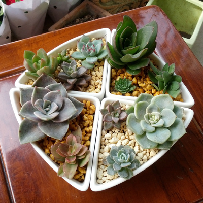 Những loại cây cảnh đẹp ngất ngây khiến bạn không thể rời mắt