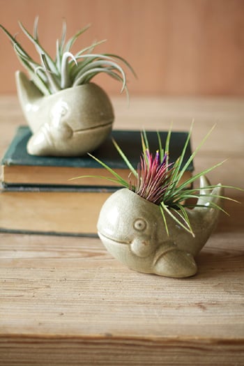 Những loại cây cảnh đẹp ngất ngây khiến bạn không thể rời mắt