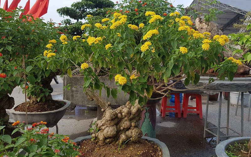 Cây ngũ sắc - một loại cây rừng mọc nhiều trong các vùng miền núi miền tây Nam Bộ, hấp dẫn người xem bởi thân cây nhiều u bướu như những cục đá xếp cạnh nhau Cây ngũ sắc - một loại cây rừng mọc nhiều trong các vùng miền núi miền tây Nam Bộ, hấp dẫn người xem bởi thân cây nhiều u bướu như những cục đá xếp cạnh nhau