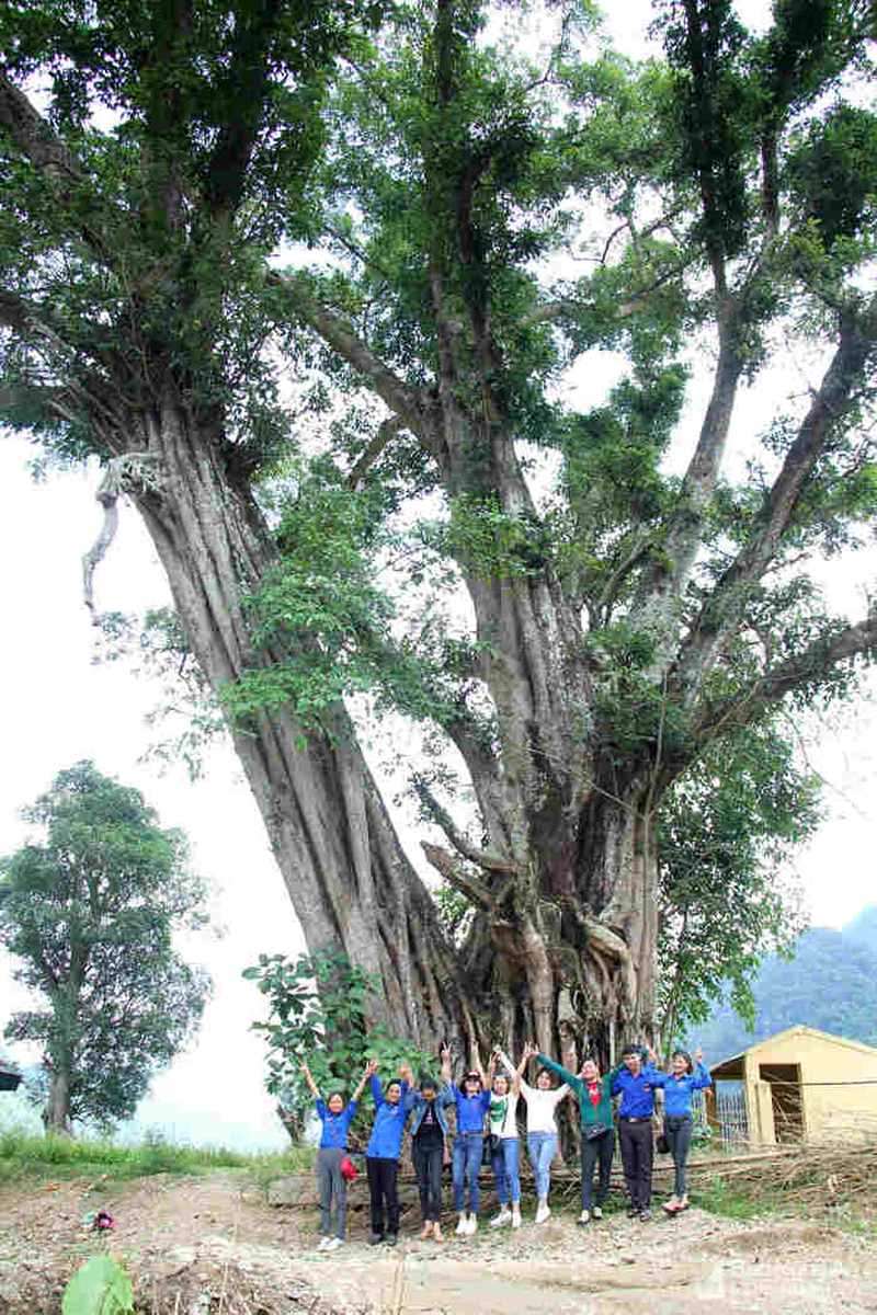 Thân đa cao vút, lá xanh tươi, cao khoang 40-50m. Ảnh: Hùng Cường