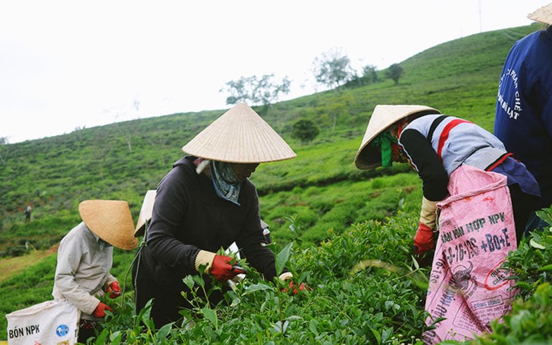 Hầu hết người làm nghề đều là phụ nữ. Có người đã gắn liền với công việc hái chè suốt mấy mươi năm. Công việc của họ mỗi ngày là hái thật nhiều lá chè non rồi đem cân với giá là 4.000 đồng một kg.