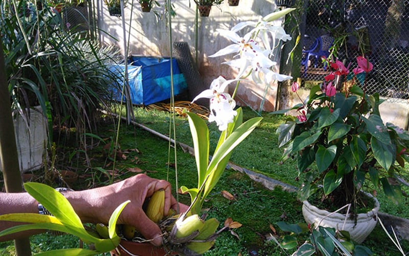 Hằng năm ông Long thường xuất lan đi các thành phố lớn như TP Hồ Chí Minh, Đà Nẵng, Vũng Tàu, Hà Nội, Hải Dương.... với những đơn hàng lớn lên đến hàng tỷ đồng. Hằng năm ông Long thường xuất lan đi các thành phố lớn như TP Hồ Chí Minh, Đà Nẵng, Vũng Tàu, Hà Nội, Hải Dương.... với những đơn hàng lớn lên đến hàng tỷ đồng.