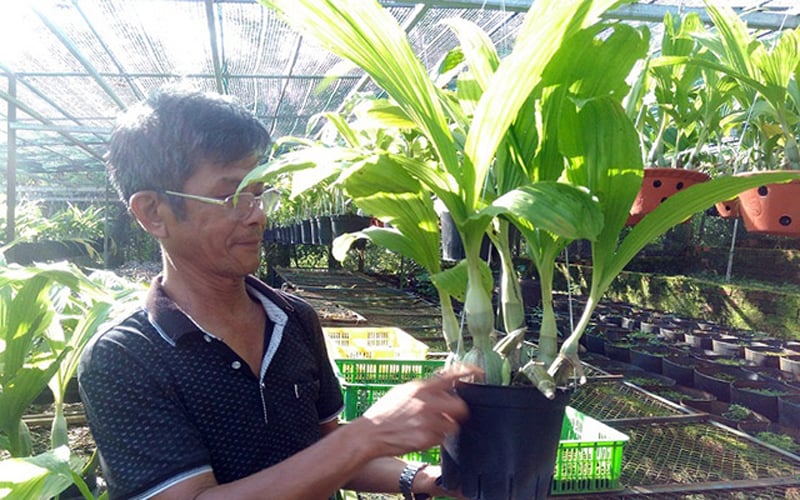 Một số gốc lan tiêu biểu như: Trầm tím, lan bầu rượu, đen rô mùa xuân... Một số gốc lan tiêu biểu như: Trầm tím, lan bầu rượu, đen rô mùa xuân...