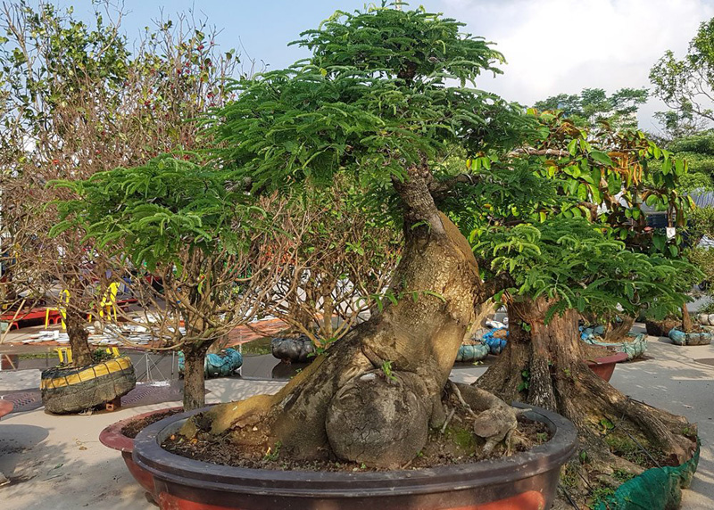 2 cây me khổng lồ. Những loại cây như vú sữa, me..., người miền Bắc hay làm cây bóng mát, ít khi tạo thành cây thế 2 cây me khổng lồ. Những loại cây như vú sữa, me..., người miền Bắc hay làm cây bóng mát, ít khi tạo thành cây thế
