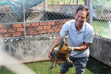 Ông Trần Việt Bắc khoe 1 con rùa mẹ nuôi sinh sản trong trang trại rùa của gia đình mình. Ông Trần Việt Bắc khoe 1 con rùa mẹ nuôi sinh sản trong trang trại rùa của gia đình mình.
