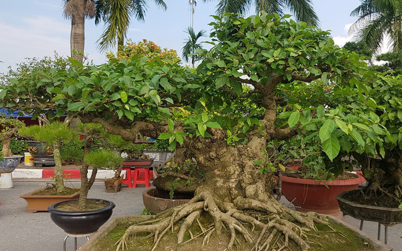 Một cây sung được tạo dáng thành cây thế Một cây sung được tạo dáng thành cây thế