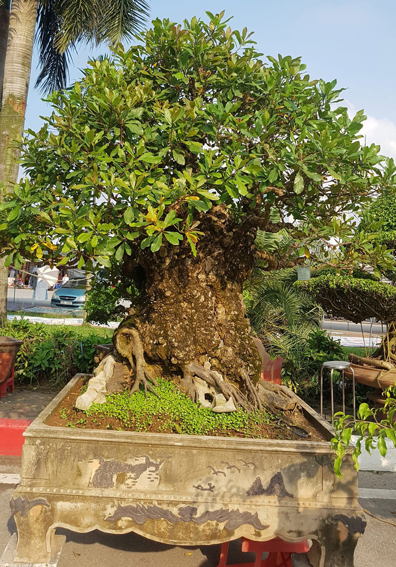 Cây lộc vừng khổng lồ, nu toàn thân, da lên vảy như vảy tê tê. Giá 150 triệu đồng Cây lộc vừng khổng lồ, nu toàn thân, da lên vảy như vảy tê tê. Giá 150 triệu đồng