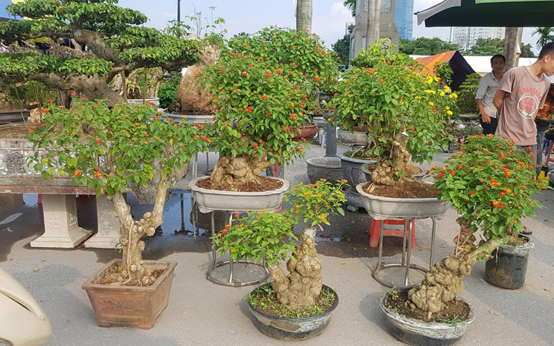 Dàn cây ngũ sắc với nhiều hình dáng đẹp mắt Dàn cây ngũ sắc với nhiều hình dáng đẹp mắt