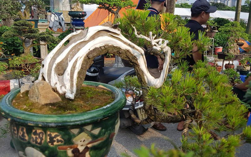 Phần thân cây bị lũa được quét sơn trắng - tạo điểm nhấn cho cây Phần thân cây bị lũa được quét sơn trắng - tạo điểm nhấn cho cây