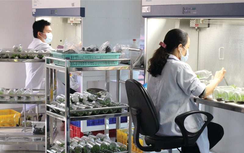 Nghiên cứu và chuyển giao kỹ thuật nhân giống, kỹ thuật canh tác, sản xuất và thương mại hóa các giống cây trồng như hoa lan, cây kiểng, dược liệu, rau. Nghiên cứu và chuyển giao kỹ thuật nhân giống, kỹ thuật canh tác, sản xuất và thương mại hóa các giống cây trồng như hoa lan, cây kiểng, dược liệu, rau.