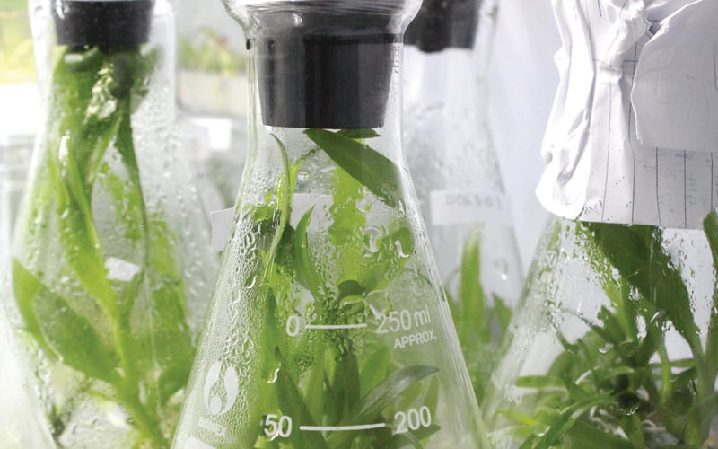 Bộ phận để nhân giống có thể là ngọn cây, ngọn cành, nhánh một phần của lá, hoa, rễ. Cây con được nhân giống từ lá cây mẹ có tính trạng tốt. Bộ phận để nhân giống có thể là ngọn cây, ngọn cành, nhánh một phần của lá, hoa, rễ. Cây con được nhân giống từ lá cây mẹ có tính trạng tốt.