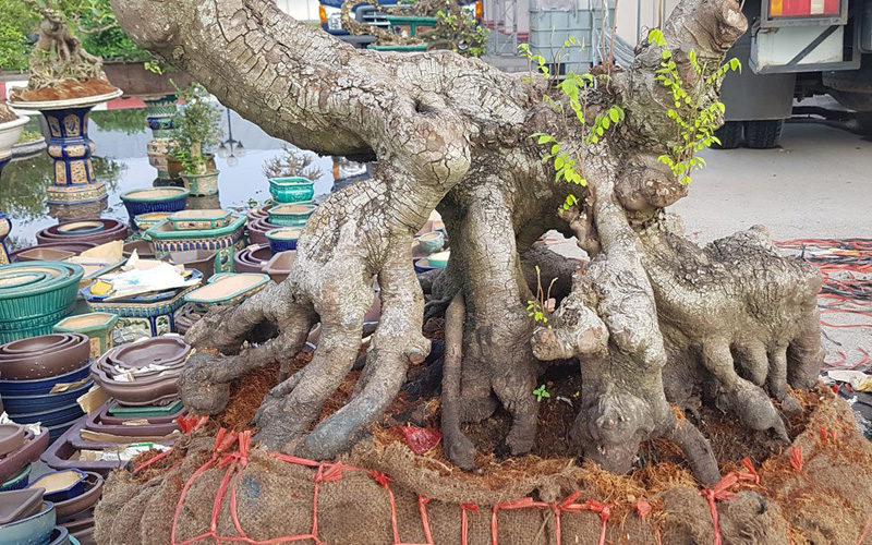 Khế gân cho bộ rễ rất quái dị, tạo nên nhiều hang hốc Khế gân cho bộ rễ rất quái dị, tạo nên nhiều hang hốc