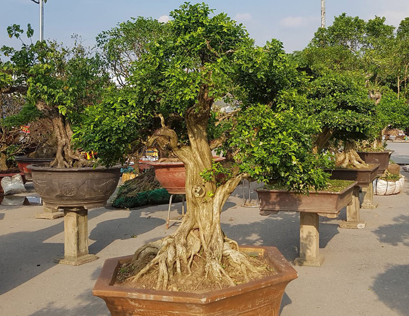 Cây nguyệt quế có kích thước tương đối lớn với đường kính thân gần bằng bắp đùi người trưởng thành. Đây là cây ra hoa hầu như quanh năm, hoa chùm, màu trắng, có mùi thơm dễ chịu Cây nguyệt quế có kích thước tương đối lớn với đường kính thân gần bằng bắp đùi người trưởng thành. Đây là cây ra hoa hầu như quanh năm, hoa chùm, màu trắng, có mùi thơm dễ chịu