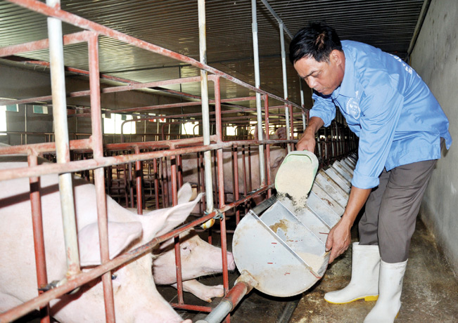 Ông Thành đổ cám cho đàn lợn ăn tại trang trại.