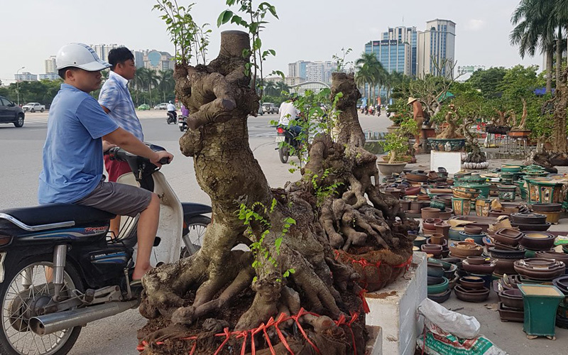 Khế gân là loại khế chua, cho quả sai, cũng là loại cây cảnh được giới chơi cây miền Nam đánh giá cao Khế gân là loại khế chua, cho quả sai, cũng là loại cây cảnh được giới chơi cây miền Nam đánh giá cao