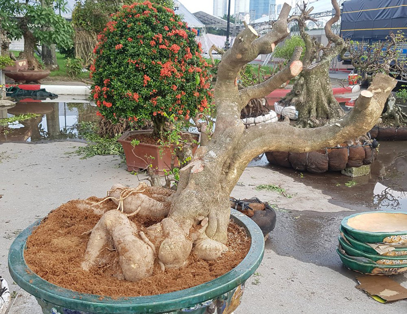 Gốc hoa giấy Mỹ với bộ rễ biến hóa nhiều hình thù kỳ quái, lá nhỏ, tròn và xếp dày tầng. Hoa giấy Mỹ có màu xanh mỡ màng, thân cây mịn màng. Giá của gốc hoa giấy này, dù là cây phôi, cũng lên tới hàng chục triệu Gốc hoa giấy Mỹ với bộ rễ biến hóa nhiều hình thù kỳ quái, lá nhỏ, tròn và xếp dày tầng. Hoa giấy Mỹ có màu xanh mỡ màng, thân cây mịn màng. Giá của gốc hoa giấy này, dù là cây phôi, cũng lên tới hàng chục triệu