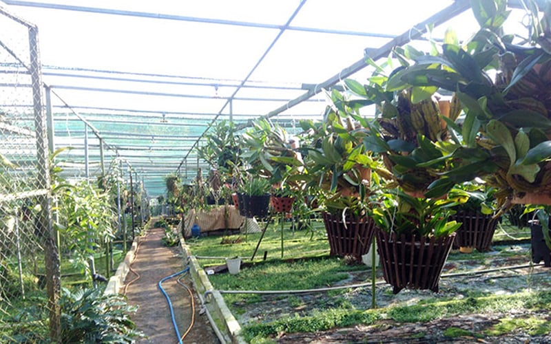 Gốc lan Bạch tiên nữ đang được ông tìm mua gấp vì Gốc lan Bạch tiên nữ đang được ông tìm mua gấp vì